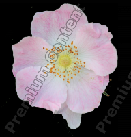 High Resolution Decal Flower Texture 0001